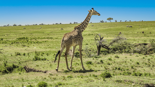 Out of Africa – Kenia