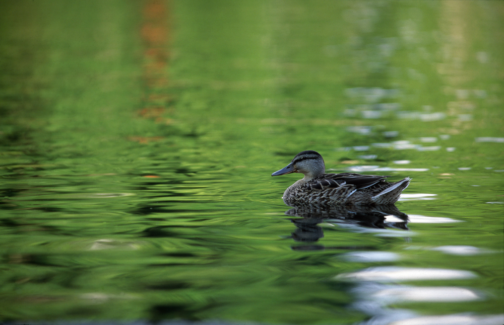 De eendenvijver van Vajdahunyad Vára