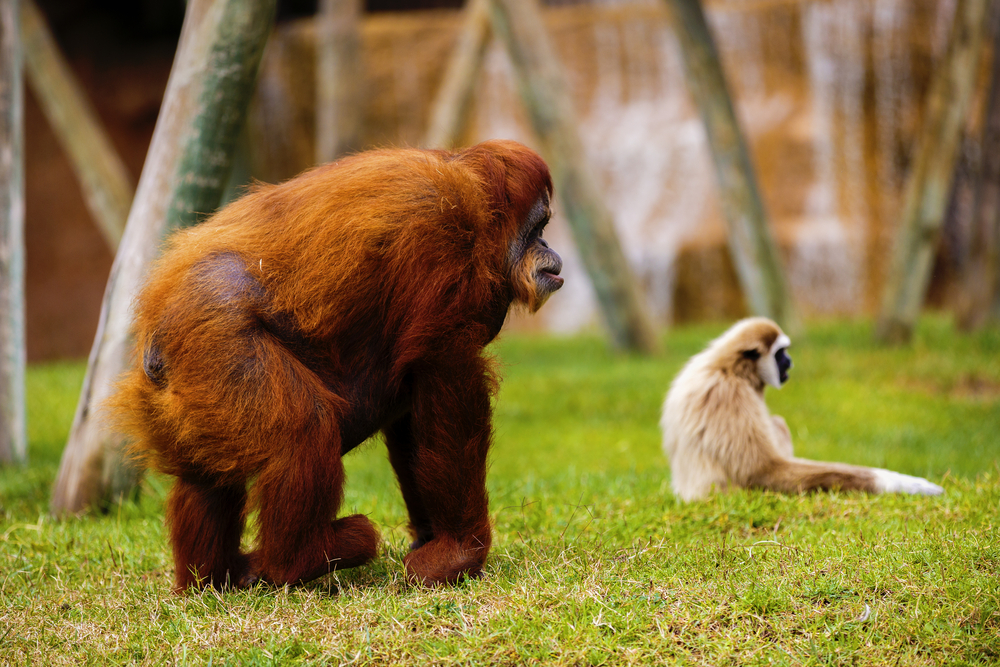 Ontmoet de orang-oetan