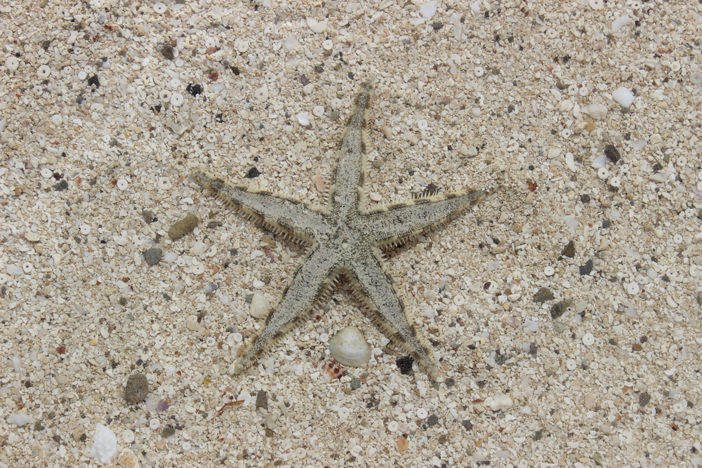 Ervaar de onderwaterwonderen 